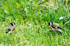 Stieglitz (Carduelis carduelis)