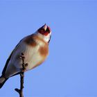 Stieglitz - Carduelis carduelis ( Finken) Vogel des Jahres 2016