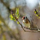 Stieglitz (Carduelis carduelis) im Flieder (Syringa)