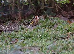 Stieglitz (Carduelis carduelis) im heimischen Garten