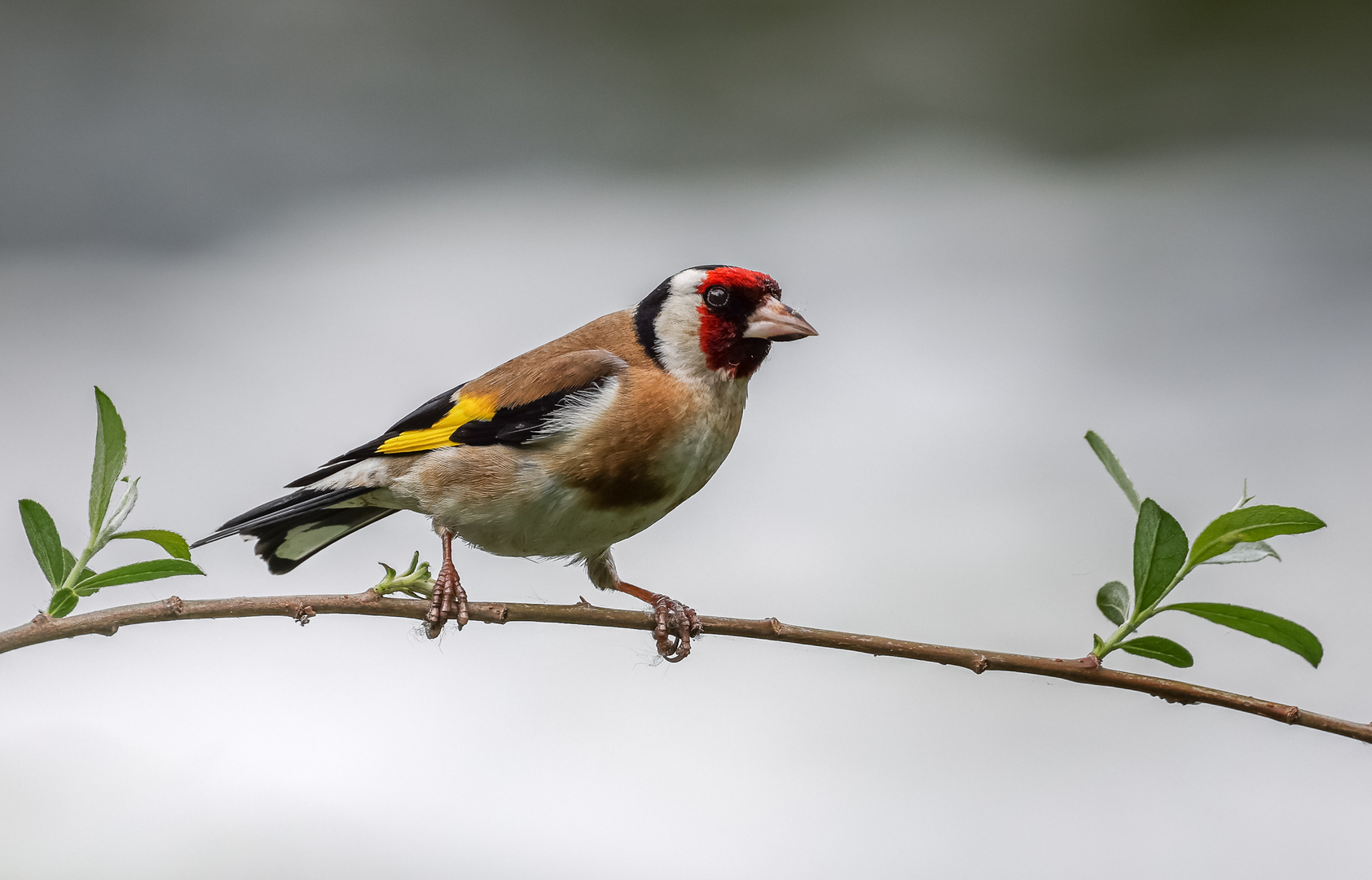 Stieglitz (Carduelis carduelis), Männchen  