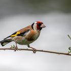 Stieglitz (Carduelis carduelis), Männchen  