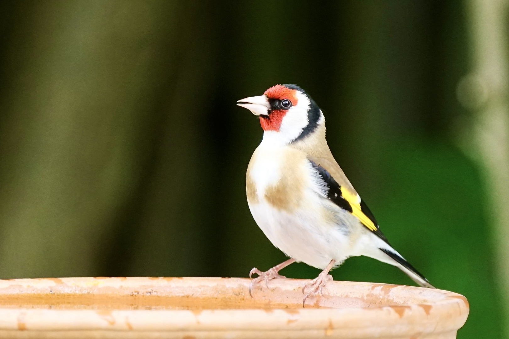 Stieglitz (Carduelis carduelis), Männchen