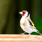 Stieglitz (Carduelis carduelis), Männchen