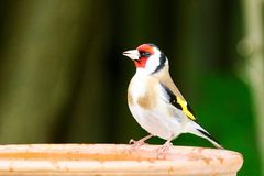 Stieglitz (Carduelis carduelis), Männchen