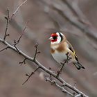 Stieglitz (Carduelis carduelis) oder auch Distelfink genannt