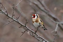 Stieglitz (Carduelis carduelis) oder auch Distelfink genannt