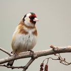 Stieglitz (Carduelis carduelis) oder Distelfink