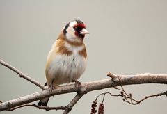 Stieglitz (Carduelis carduelis) oder Distelfink