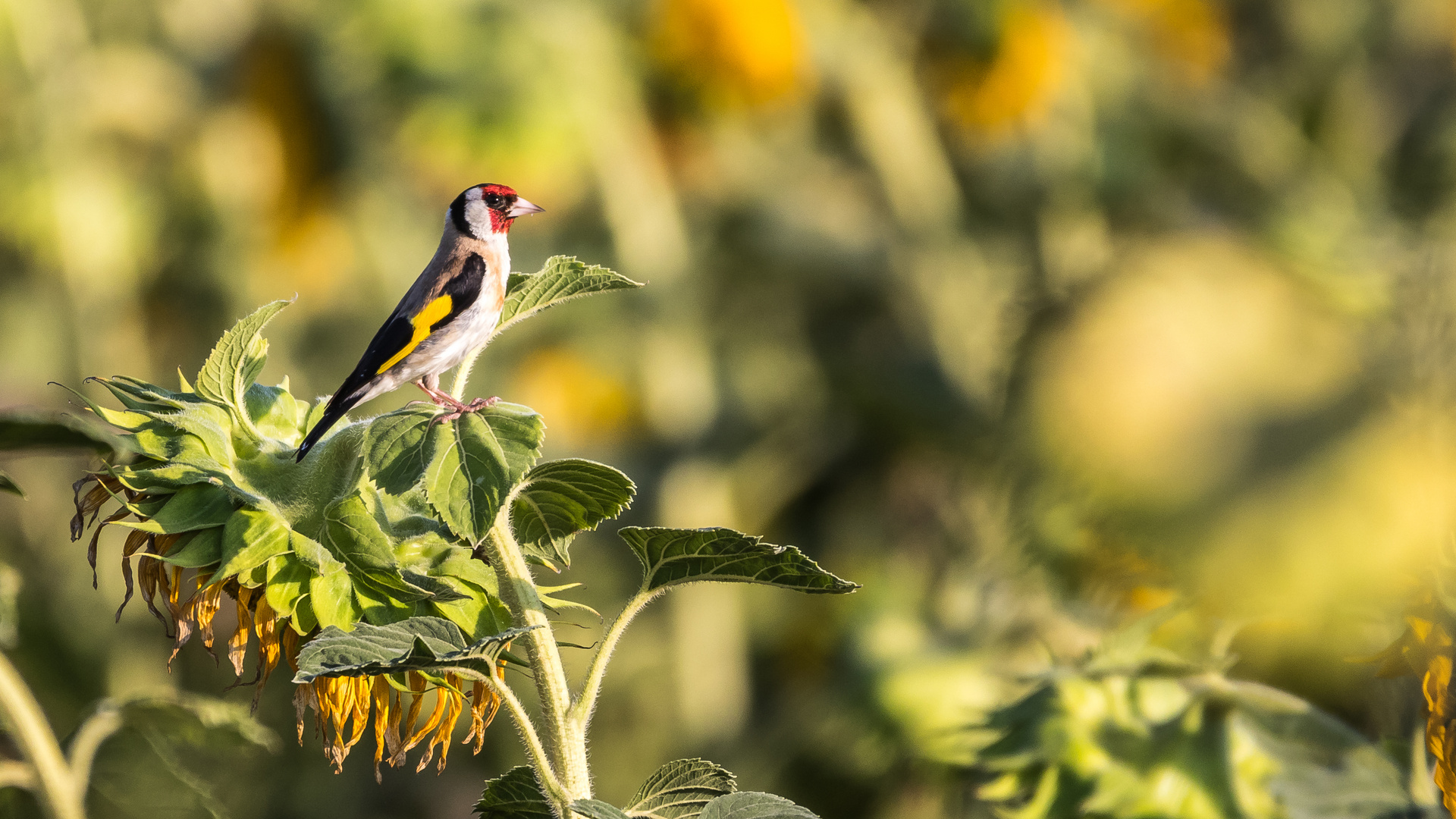 Stieglitz (Carduelis carduelis) oder Distelfink auf einer Sonnenblume