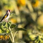 Stieglitz (Carduelis carduelis) oder Distelfink auf einer Sonnenblume