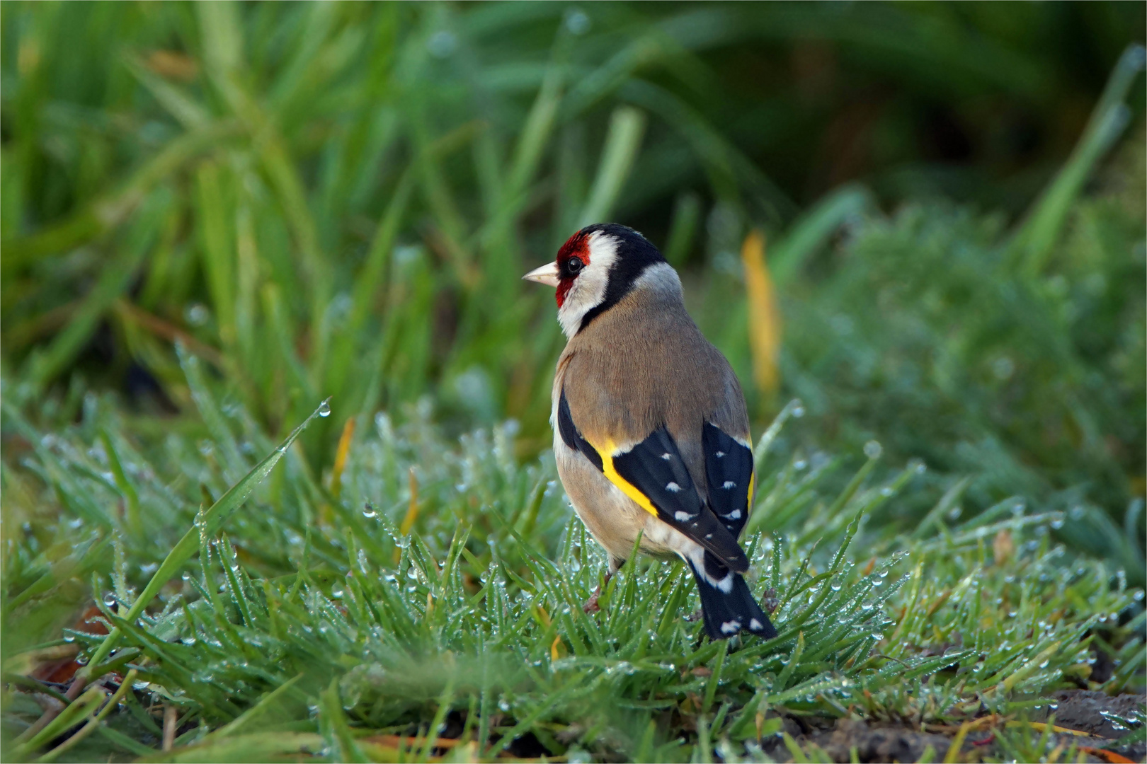 Stieglitz (Carduelis carduelis) - Vogel des Jahres 2016