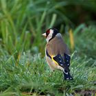 Stieglitz (Carduelis carduelis) - Vogel des Jahres 2016