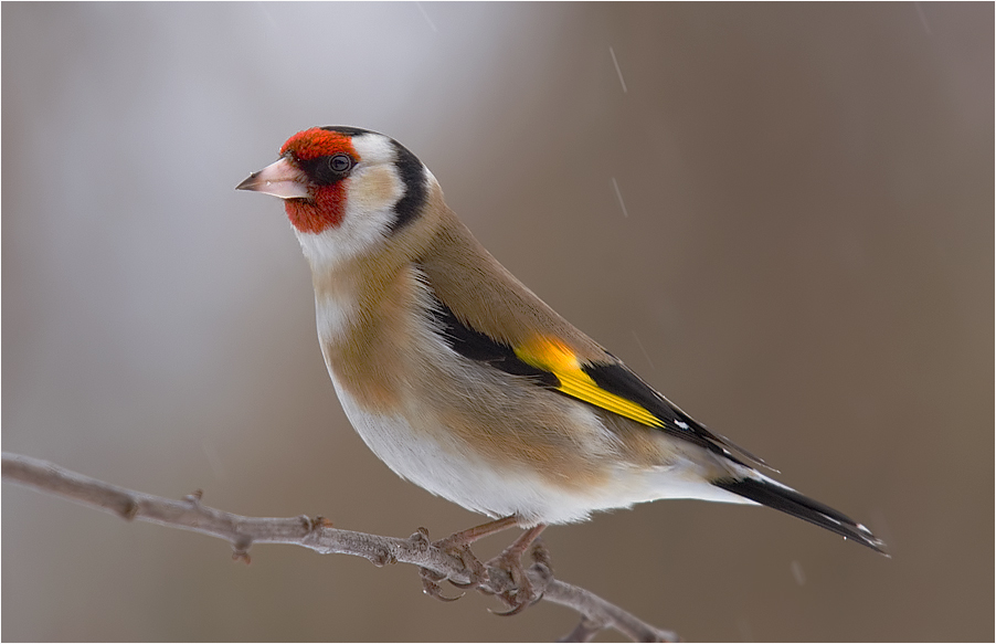 Stieglitz Foto & Bild tiere, wildlife, wild lebende vögel Bilder auf