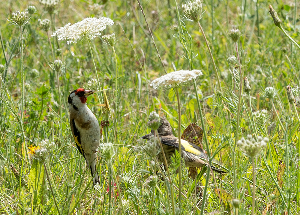 Stieglitz - Der Vogel des Jahres 2016