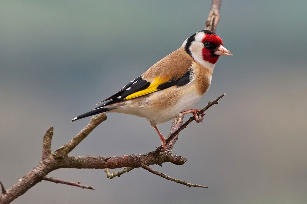Stieglitz (Distelfink) auf einem Ast Foto & Bild | tiere, wildlife