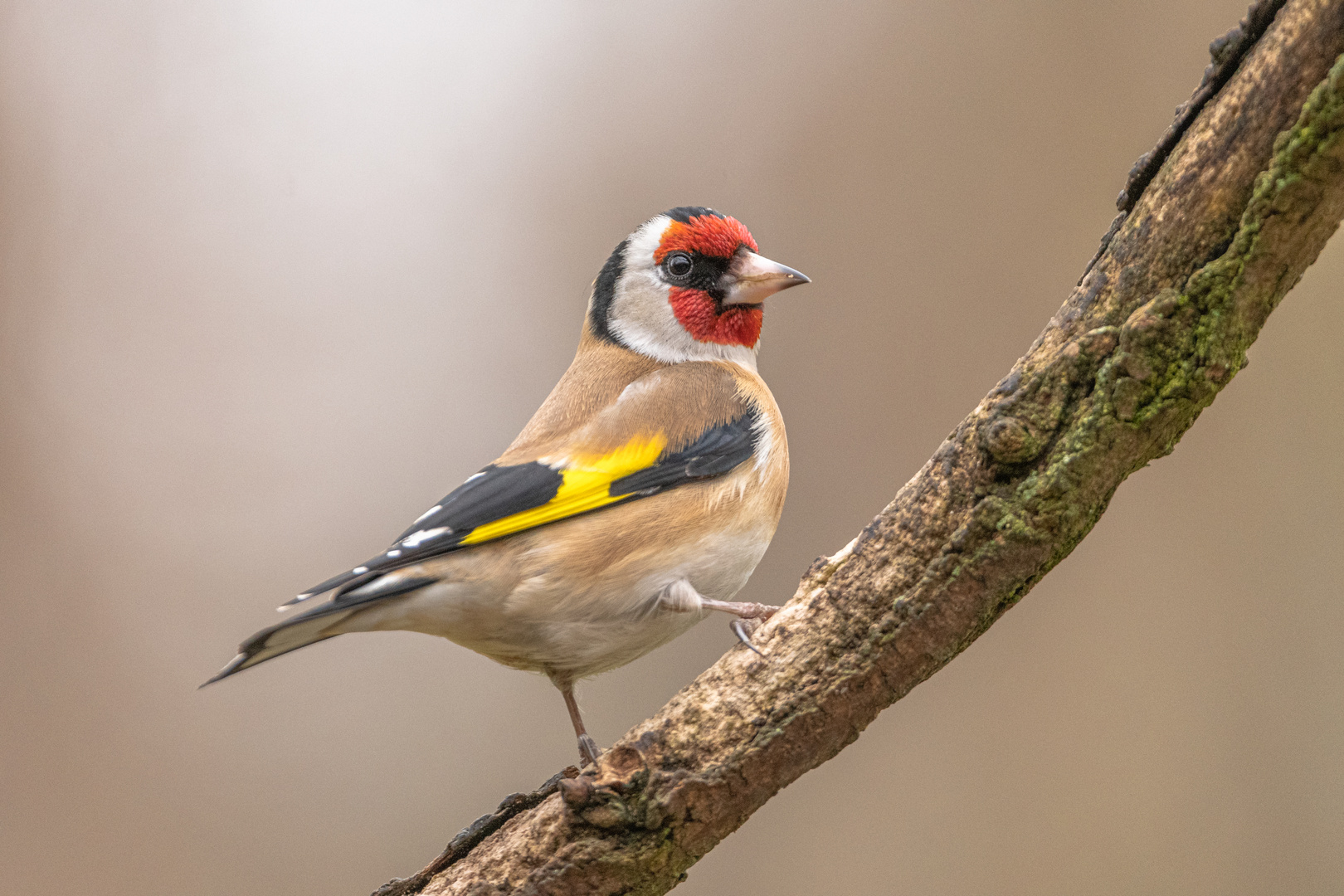 Stieglitz / Distelfink Foto & Bild tiere, wildlife, wild lebende vögel Bilder auf