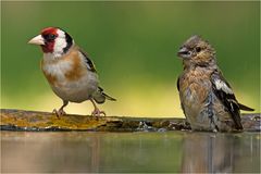 Stieglitz / Distelfink beim Baden