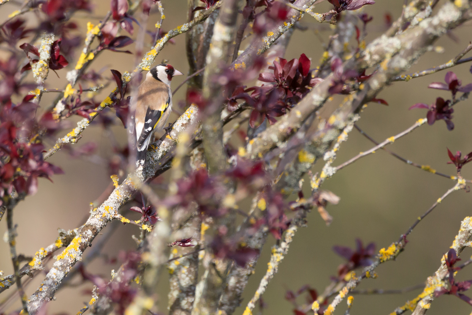 Stieglitz / Distelfink (Carduelis carduelis)