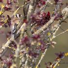 Stieglitz / Distelfink (Carduelis carduelis)