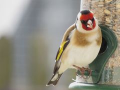 Stieglitz, Distelfink (Carduelis carduelis)