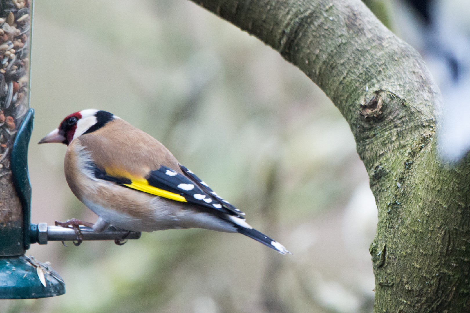 Stieglitz, Distelfink, Carduelis, (Familie der Zeisige)