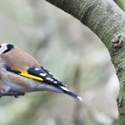 Stieglitz, Distelfink, Carduelis, (Familie der Zeisige)