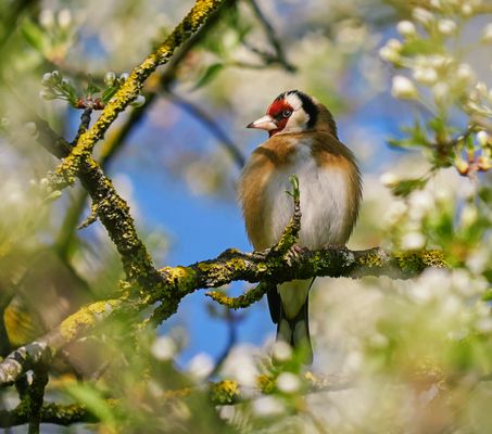 Stieglitz (Distelfink)