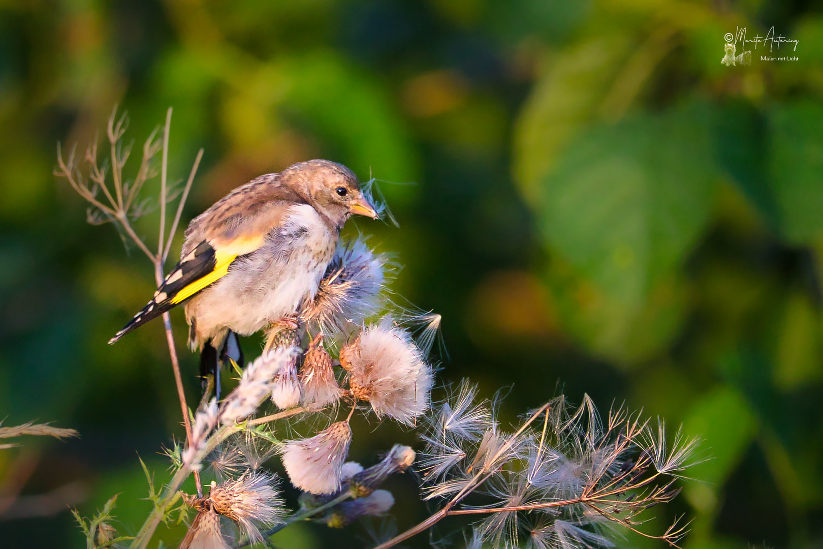 Stieglitz (Distelfink) Jungvogel