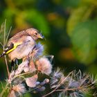 Stieglitz (Distelfink) Jungvogel