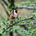 Stieglitz - Distelfink - Vogel des Jahres 2016