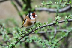 Stieglitz - Distelfink - Vogel des Jahres 2016