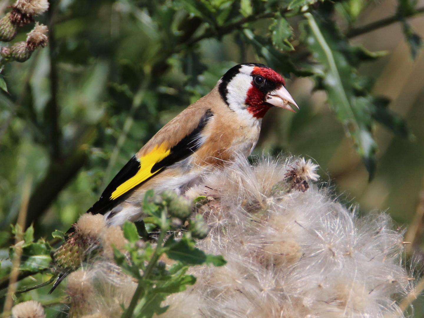 Stieglitz (Distelfink), Vogel des Jahres 2016