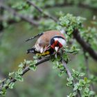 Stieglitz - Distelfink - Vogel des Jahres 2016 - was juckt denn ja?