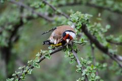 Stieglitz - Distelfink - Vogel des Jahres 2016 - was juckt denn ja?