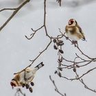 "Stieglitz - Doku Bild", bei Schneefall