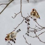 "Stieglitz - Doku Bild", bei Schneefall