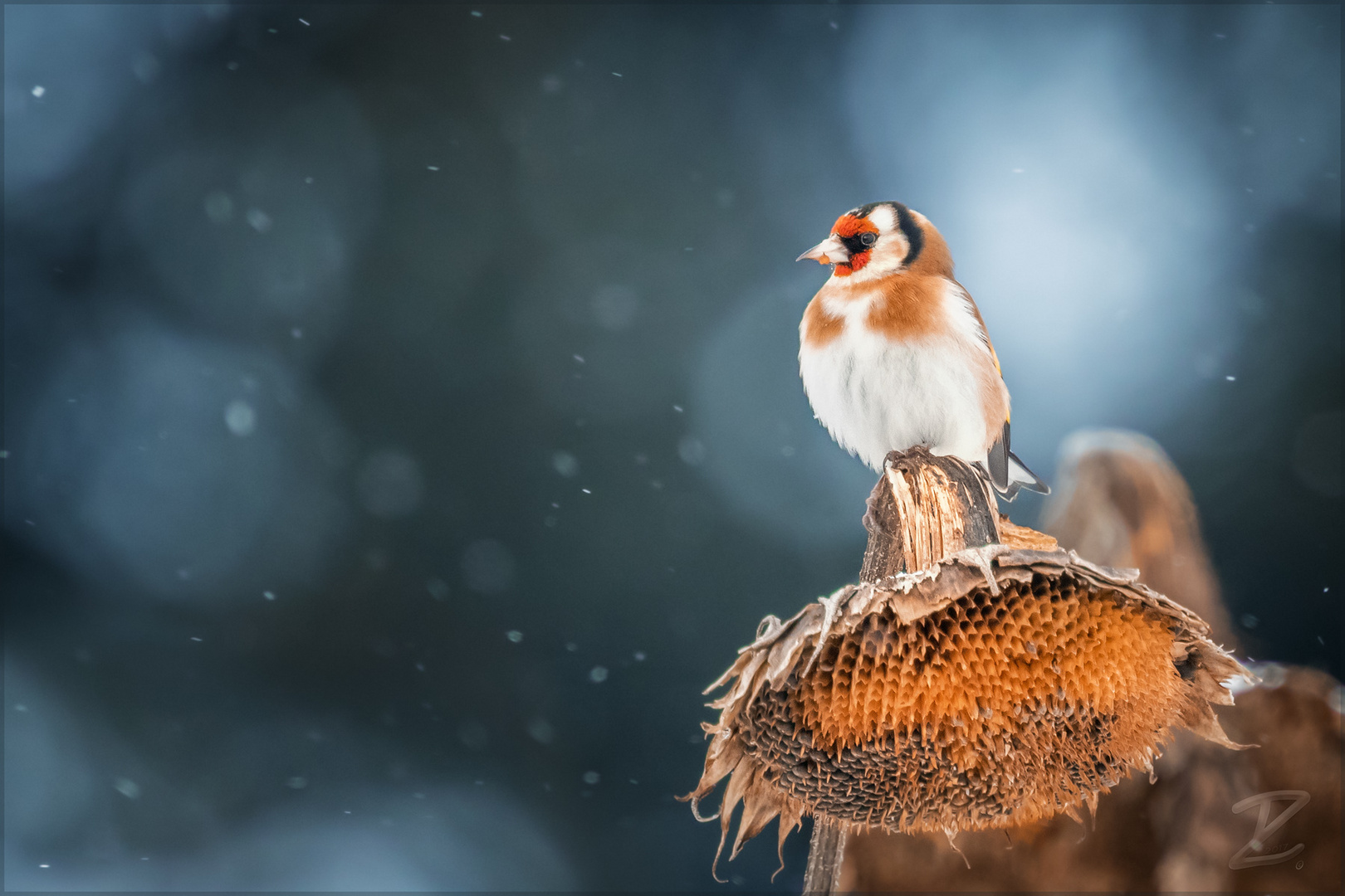 Stieglitz (European goldfinch)