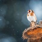 Stieglitz (European goldfinch)