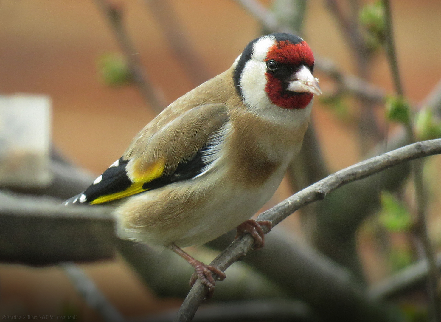 Stieglitz ( European goldfinch) - Carduelis carduelis