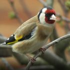 Stieglitz ( European goldfinch) - Carduelis carduelis