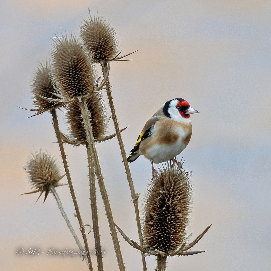 Stieglitz Foto & Bild tiere, wildlife, wild lebende vögel Bilder auf