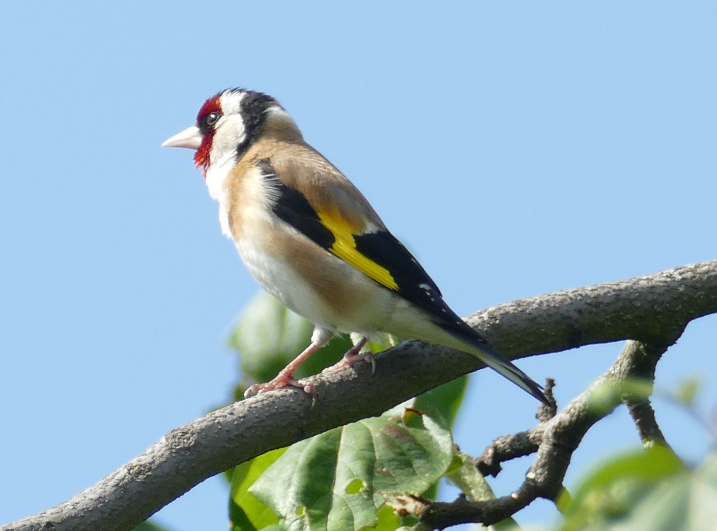 Stieglitz Foto & Bild natur, tiere, vögel Bilder auf