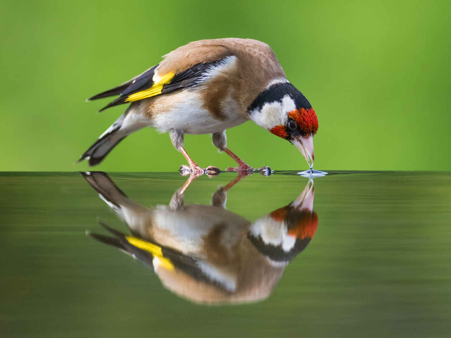 Stieglitz.... Foto & Bild tiere, wildlife, wild lebende vögel Bilder