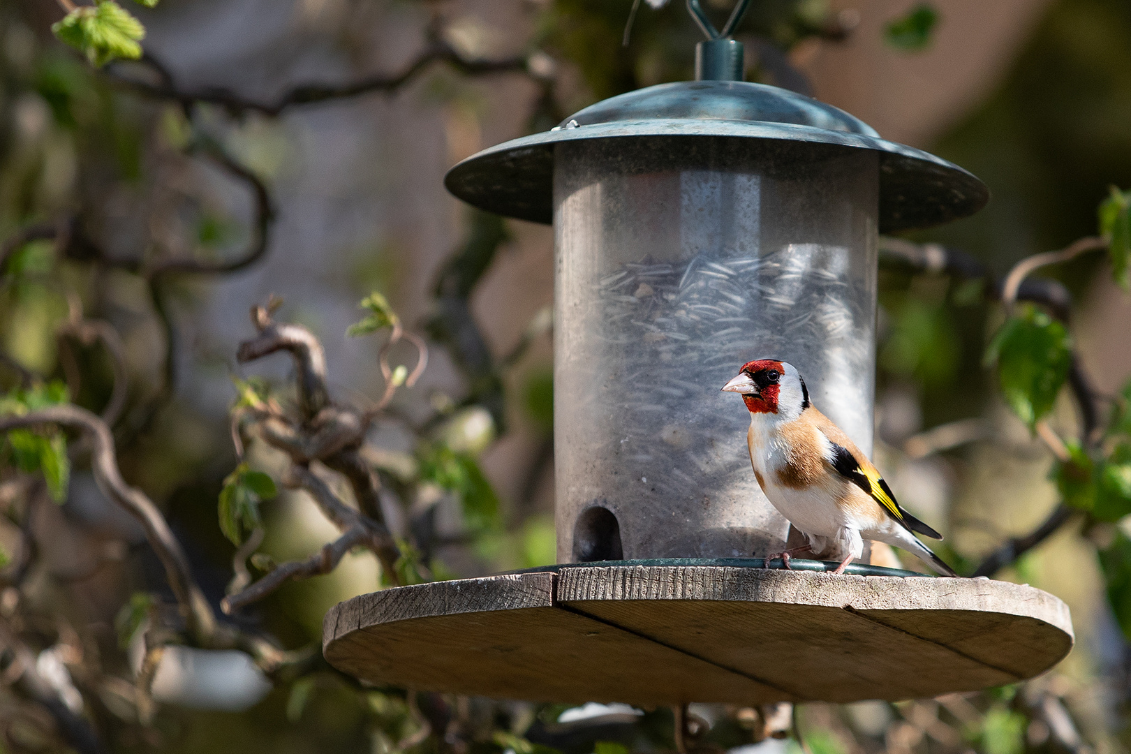 Stieglitz Foto & Bild tiere, wildlife, wild lebende vögel Bilder auf