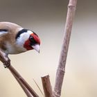 Stieglitz   ( goldfinch )          