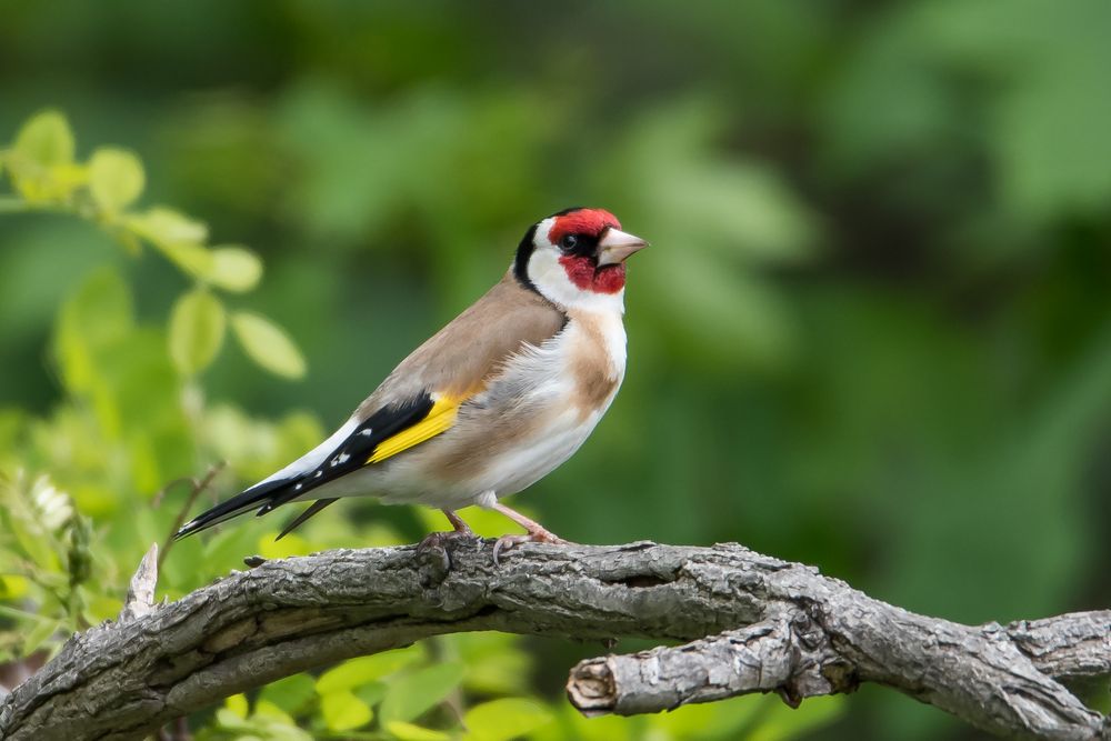 Stieglitz II Foto & Bild tiere, wildlife, wild lebende vögel Bilder