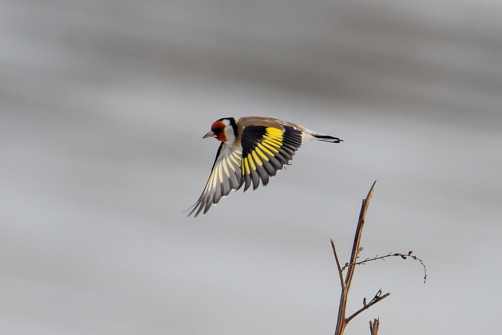 Stieglitz im Abflug