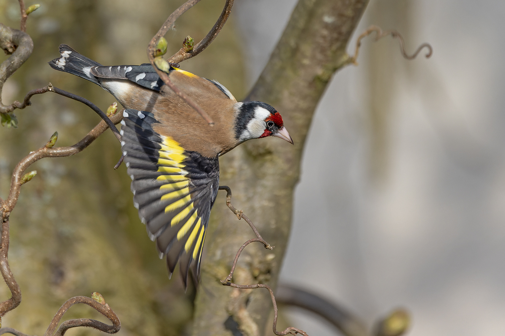 Stieglitz im Abflug