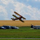 Stieglitz im Anflug